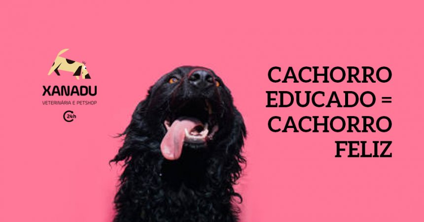 Cão educado é cão feliz