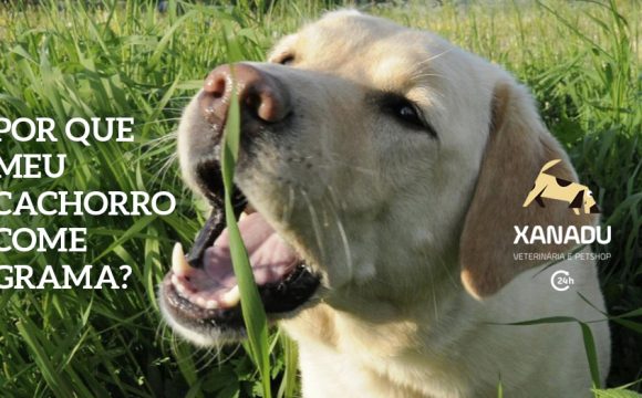 Por que os cachorros comem grama?