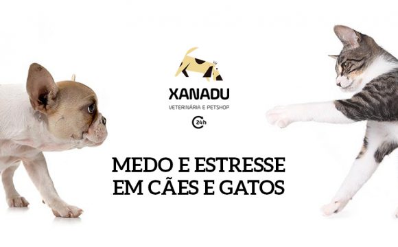 Medo e estresse em cães e gatos