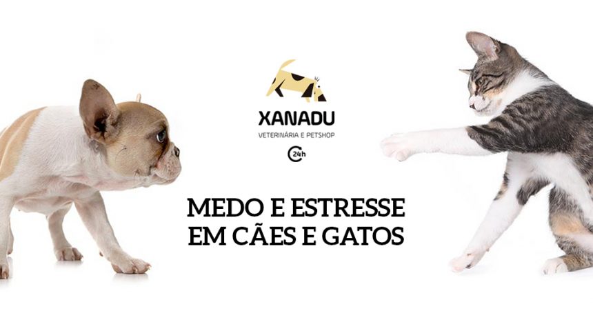 Medo e estresse em cães e gatos