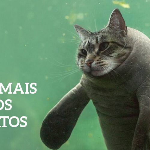 16 animais engraçados vídeo compilação 2016 - Edenvet - Centro Cirúrgico