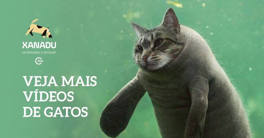 Assistir vídeos engraçados de gatos traz benefícios