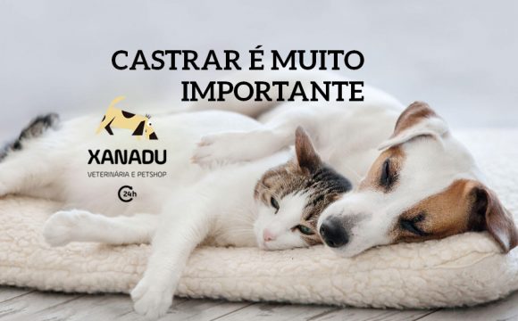 Por que é importante castrar cães e gatos