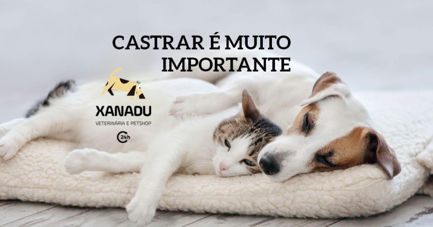 Por que é importante castrar cães e gatos Por que é importante castrar cães e gatos
