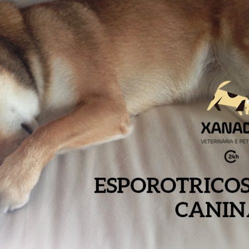 Esporotricose Canina