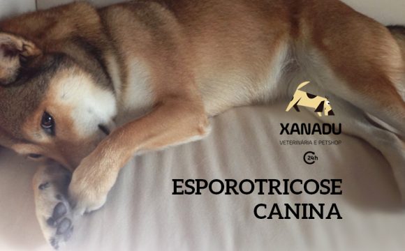 Esporotricose Canina