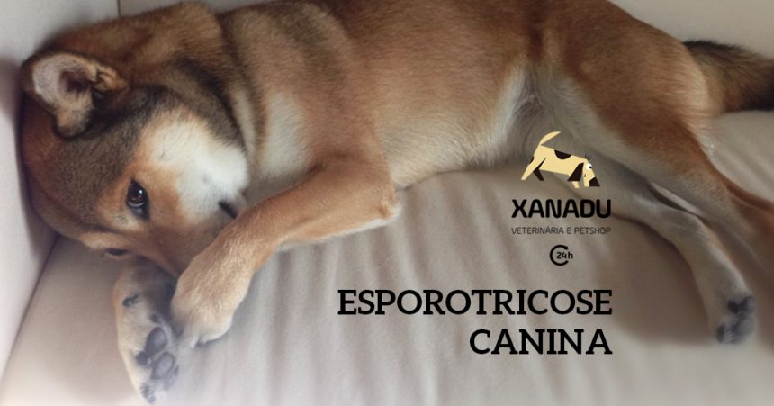 Esporotricose Canina