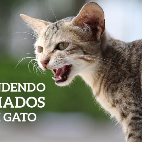 Entendendo o miado de seu gato