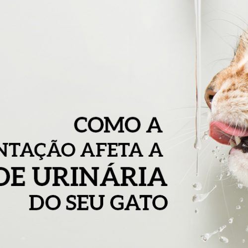 Como a alimentação afeta a saúde urinária do seu gato