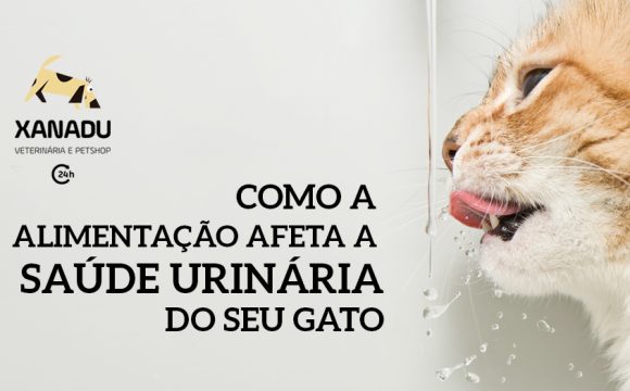 Como a alimentação afeta a saúde urinária do seu gato