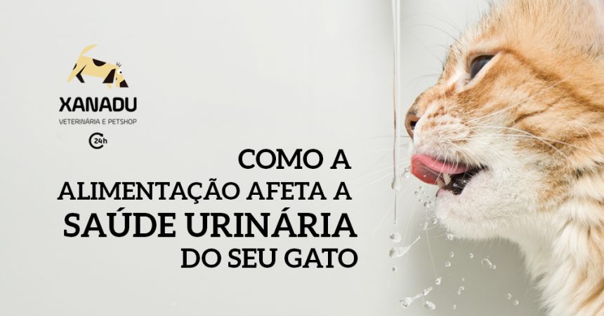 Como a alimentação afeta a saúde urinária do seu gato Como a alimentação afeta a saúde urinária do seu gato