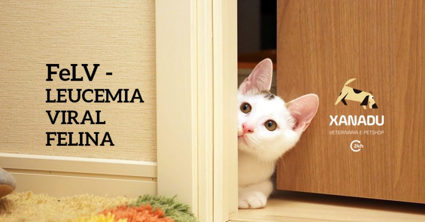 FELV – Leucemia Viral Felina