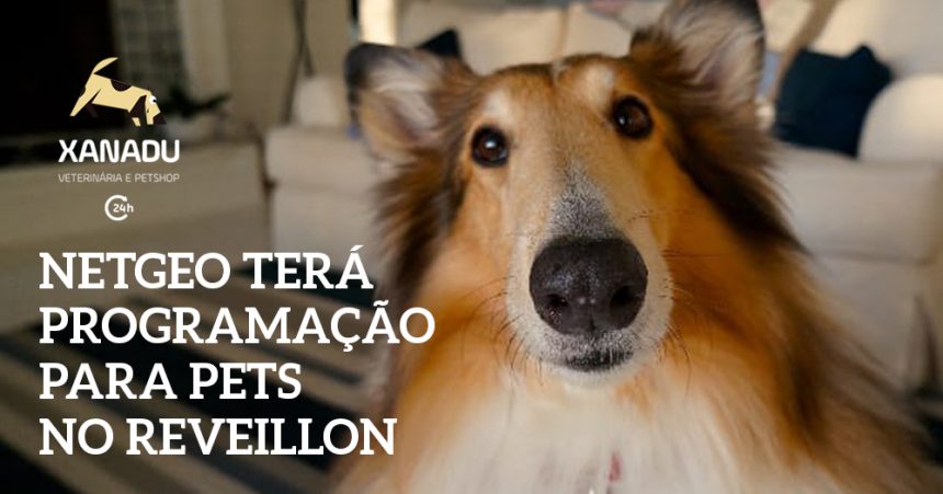 NetGeo terá programação especial para pets na noite de Reveillon