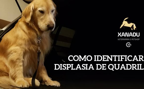 Displasia coxofemoral em cães