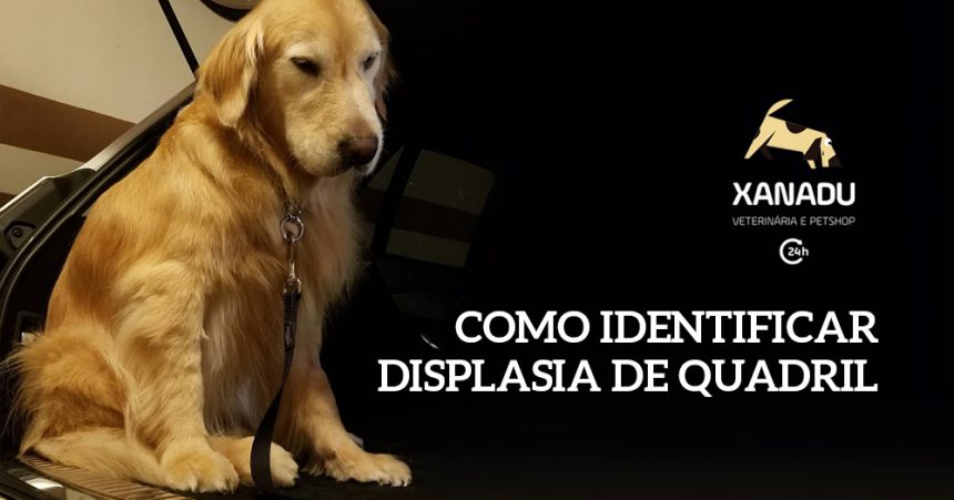 Displasia coxofemoral em cães