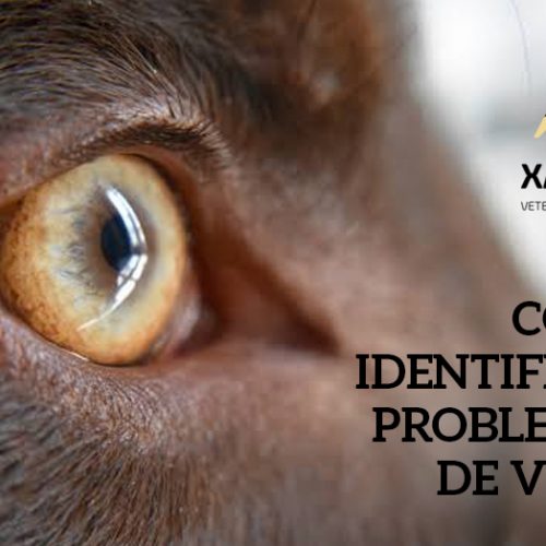 Como saber se o seu cão tem problemas de visão