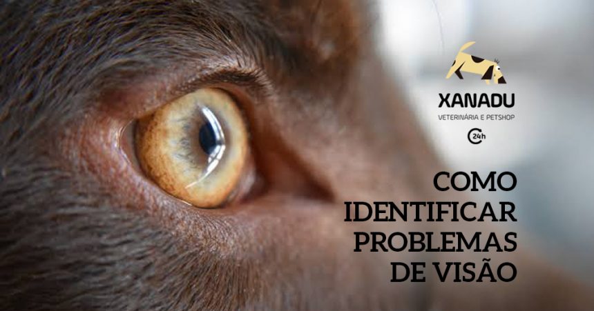 Como saber se o seu cão tem problemas de visão