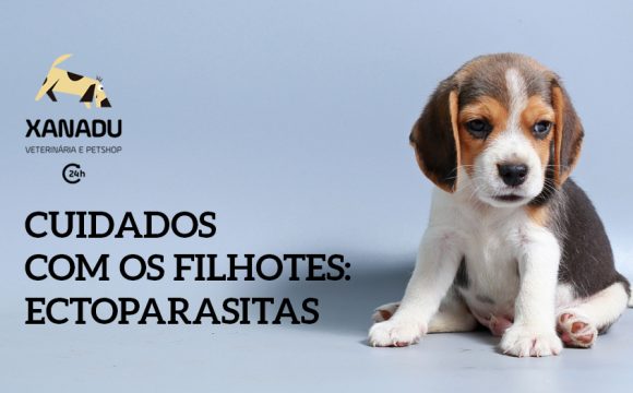 Cuidados com os filhotes: ectoparasitas