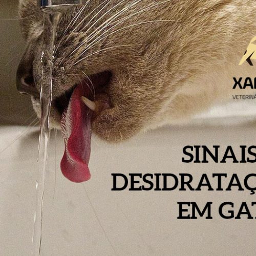 Sinais de desidratação em gatos