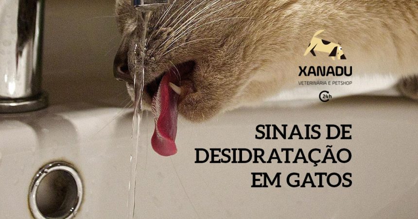 Sinais de desidratação em gatos