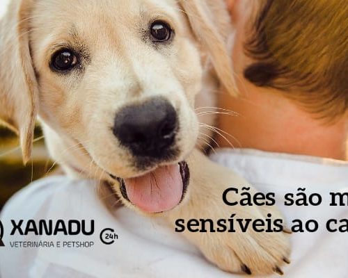 Cães são mais sensíveis ao calor