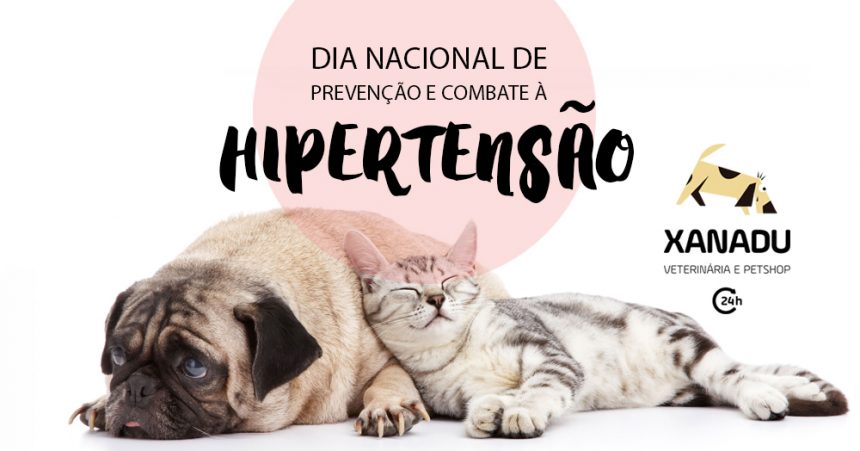 HIPERTENSÃO: cães e gatos podem ser assintomáticos