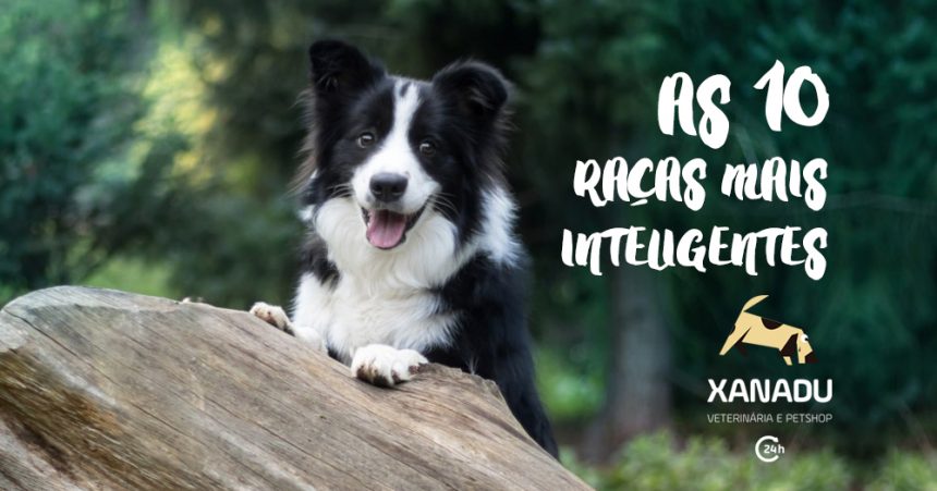 Cães: as 10 raças mais inteligentes do mundo e outros muito espertos também!