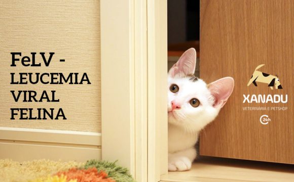 FELV – Leucemia Viral Felina